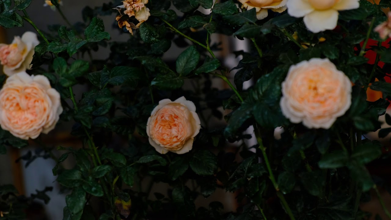 Hoa hồng thân gỗ : 5 cách chăm sóc để sai hoa nhất